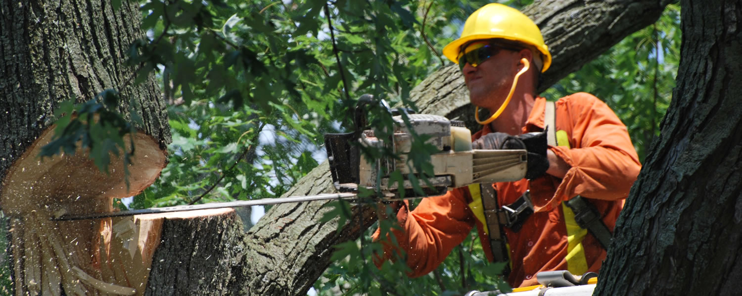 right tree cutting service